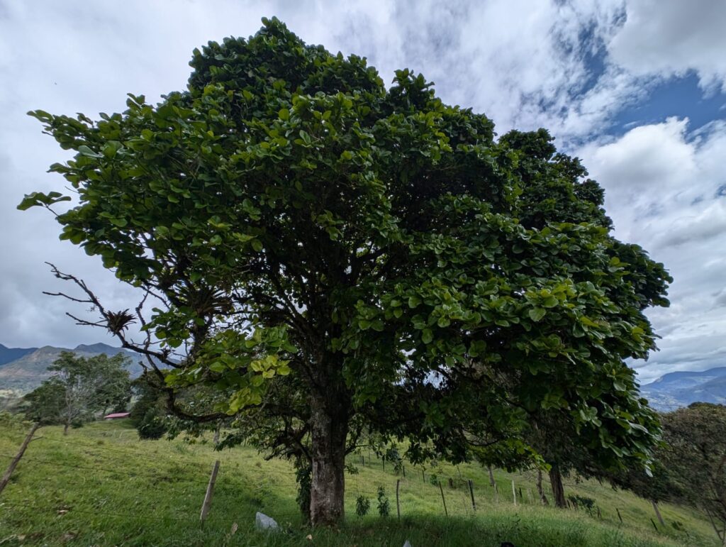 Árbol de M. caricifragrans en Cundinamarca.