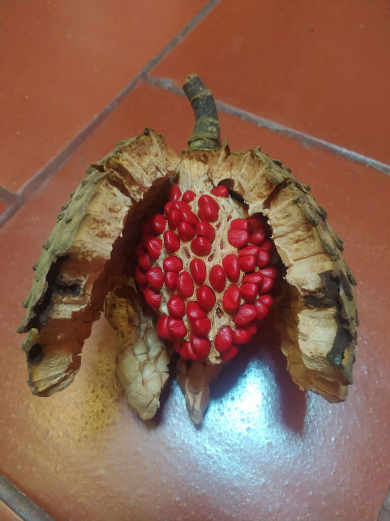 img 20241208 083720 (2)