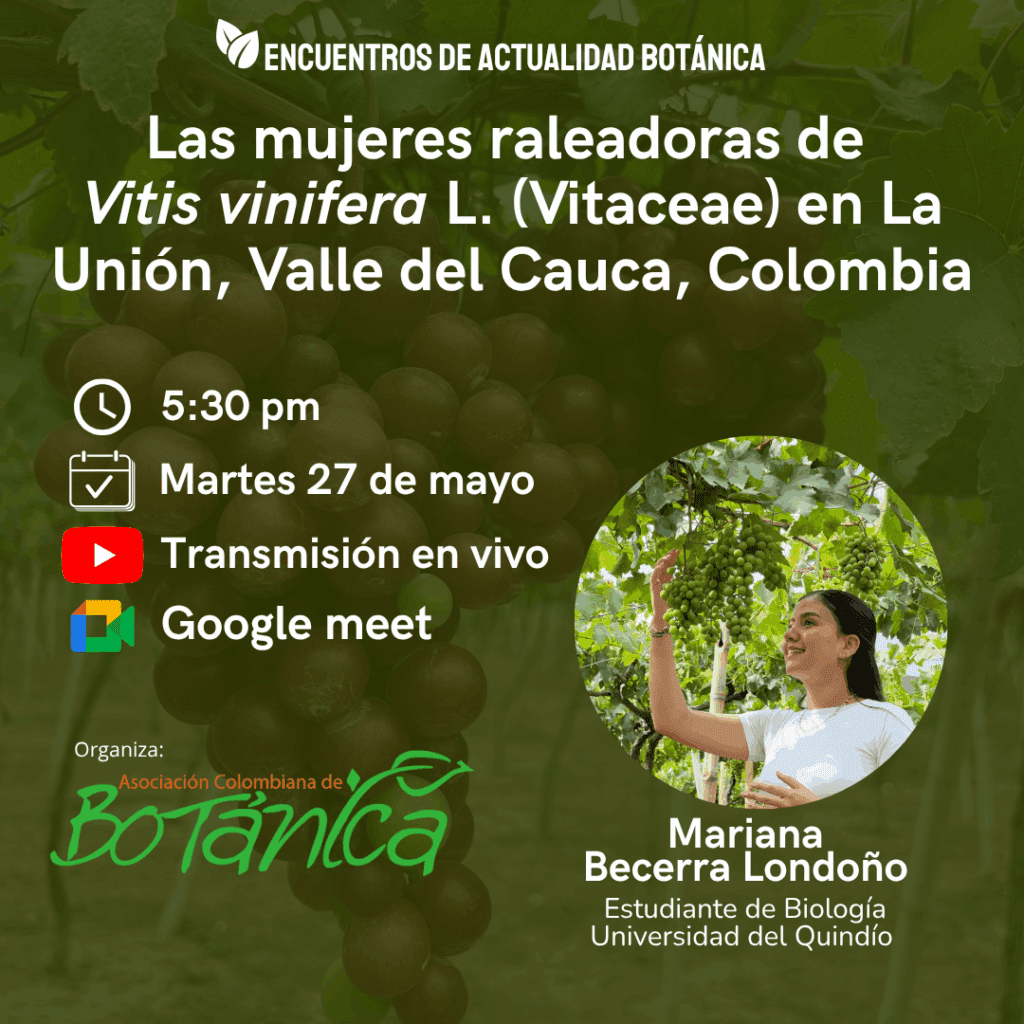 las mujeres raleadoras