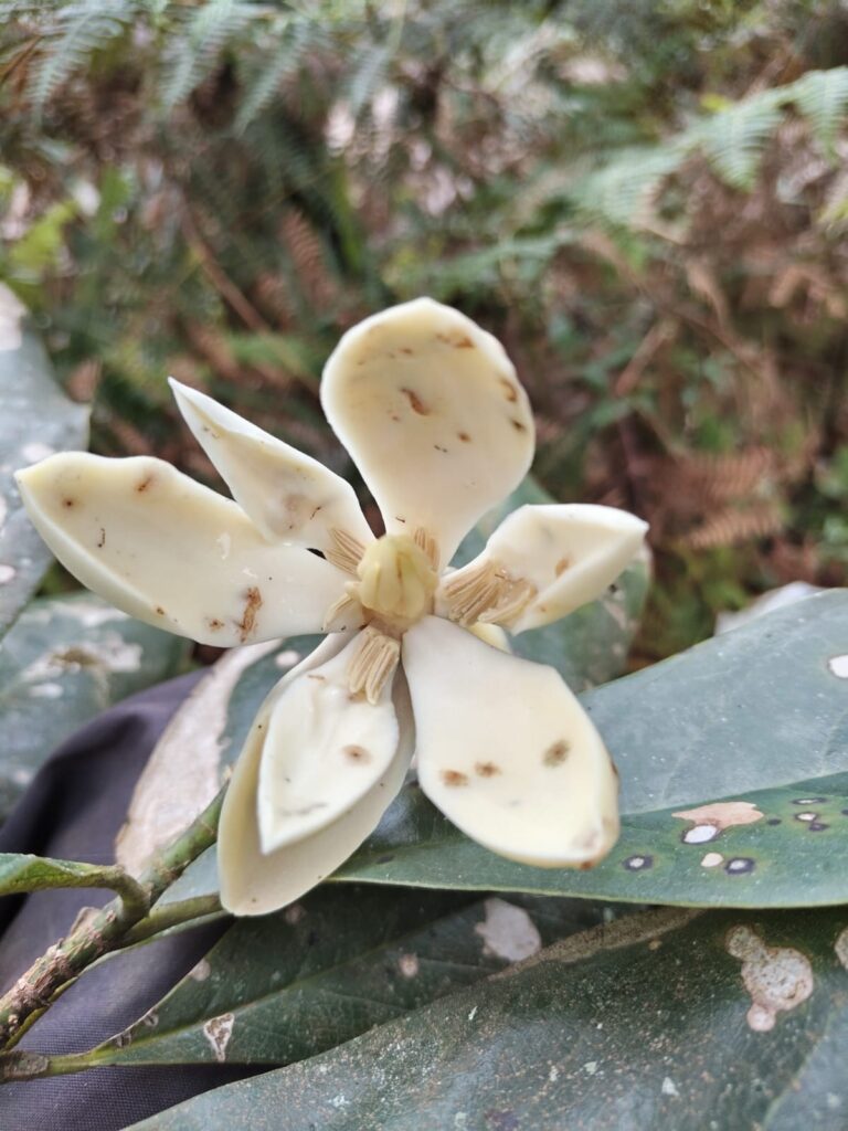 whatsapp image 2025 05 28 at 10.53.20 pm (3)