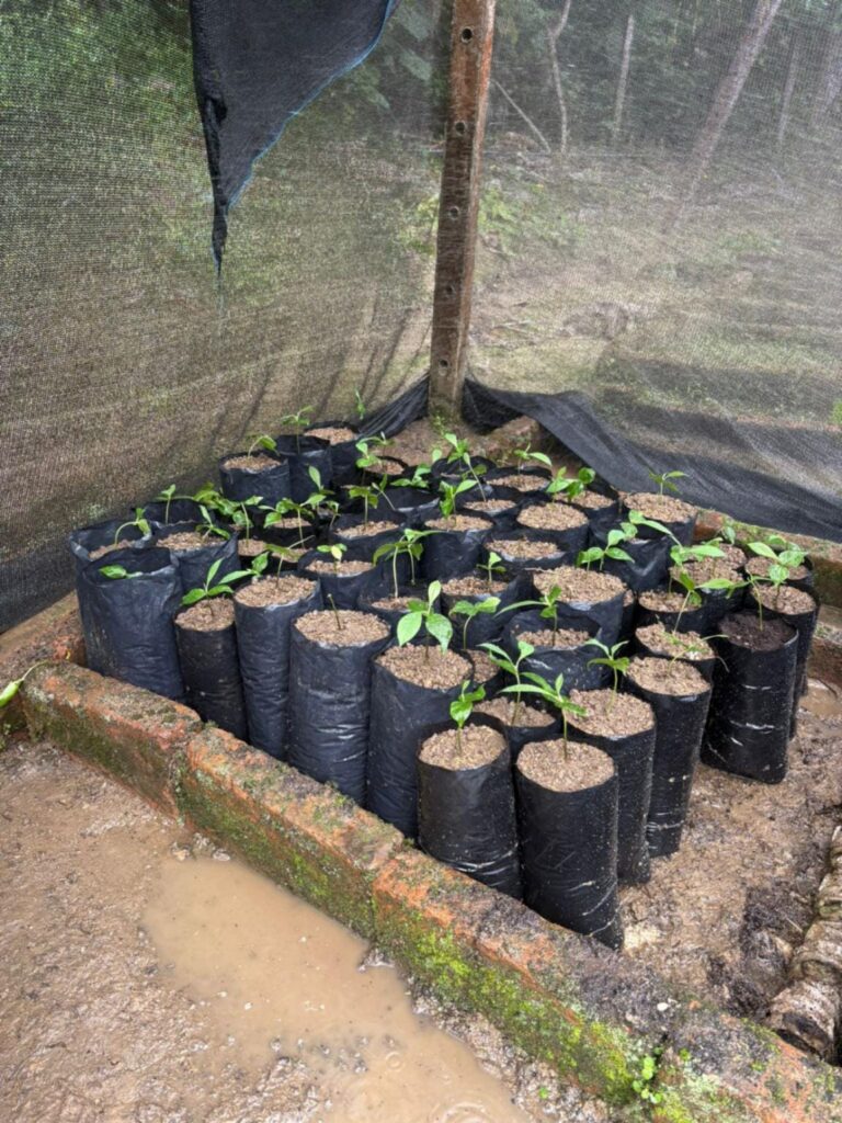 whatsapp image 2025 10 27 at 3.25.31 pm